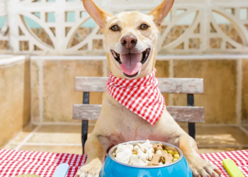 Smart Ways to Hide Syrup in Dog Food Without Reducing Effectiveness