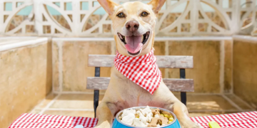 Smart Ways to Hide Syrup in Dog Food Without Reducing Effectiveness