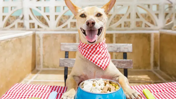 Smart Ways to Hide Syrup in Dog Food Without Reducing Effectiveness